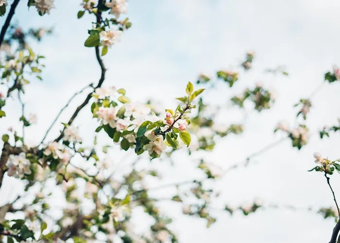 Apartment Haus Bergblick Fuer Gruppen Bis 6 Personen *